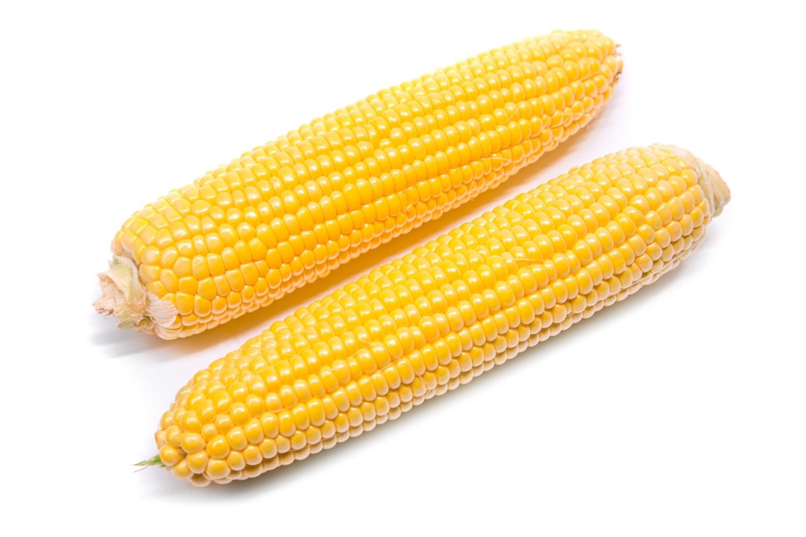 Premium Sweet Corn Seeds V1
