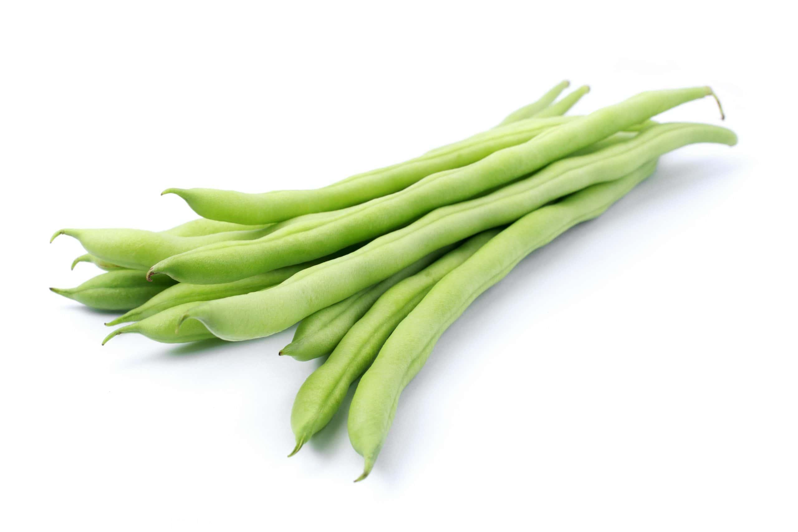 Premium Bean Seeds V1