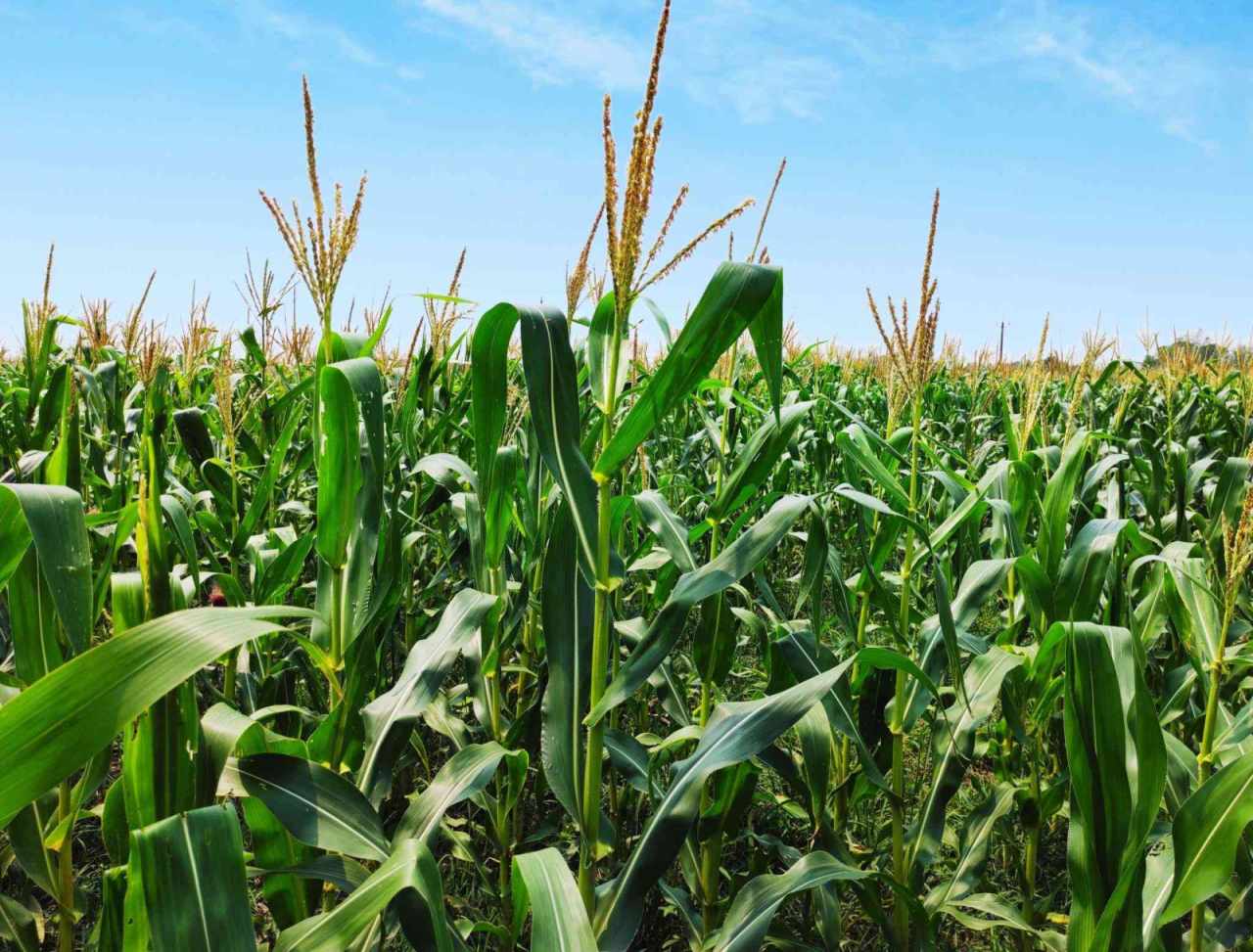 Premium Sweet Corn Seeds V1