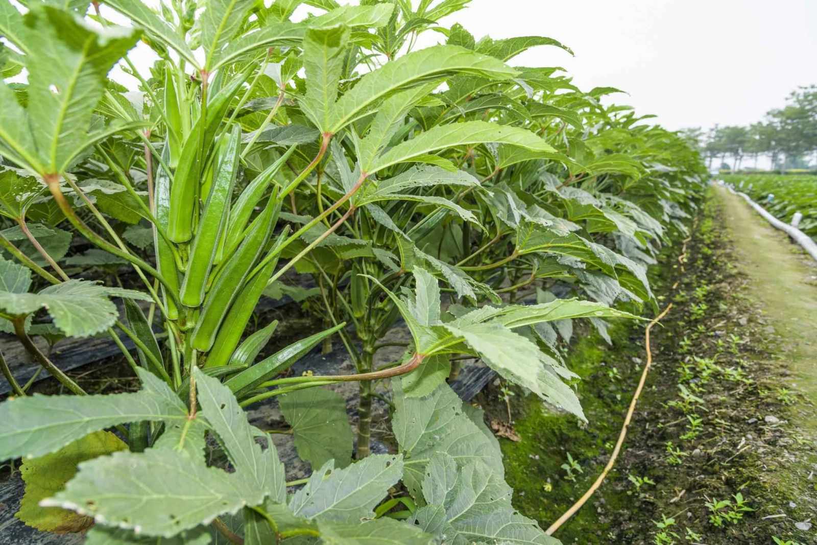 Premium Okra Seeds V2