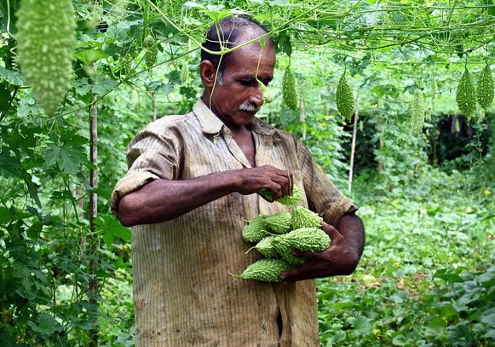 Premium Bitter Gourd Seeds V4