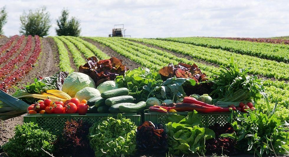 Choosing the Right Seeds for High Yield Farming